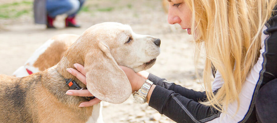 The Science Behind Dog Communication: How They Talk to Us